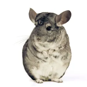 Chinchilla LA-982 Print Chinchilla LA-982 Print