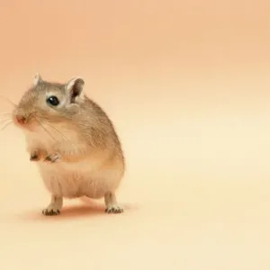 Gerbil JD-5683 Standing Print Gerbil JD-5683 Standing Print
