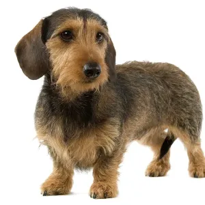 Perro de dachshund peludo suave Perro de dachshund peludo suave