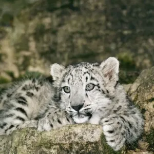 Snow Leopard Print - Uncia uncia Snow Leopard Print - Uncia uncia