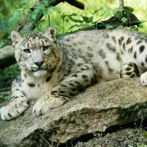 Snow Leopard Print (WAT-4569) Snow Leopard Print (WAT-4569)