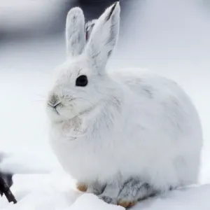 Snowshoe Hare Print - Lepus americanus in Snow Snowshoe Hare Print - Lepus americanus in Snow