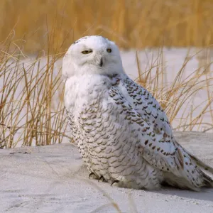 Snowy Owl Print - Nyctea scandiaca on Jones Beach sand Snowy Owl Print - Nyctea scandiaca on Jones Beach sand