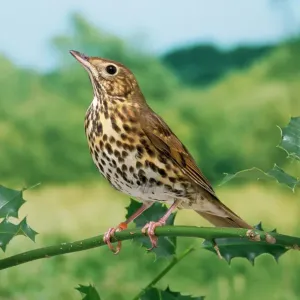 Singdrossel