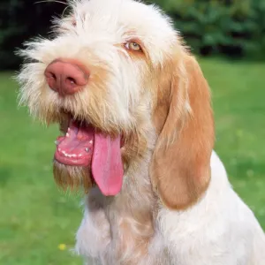 Spinone Dog Print JD-14664 by John Daniels Spinone Dog Print JD-14664 by John Daniels