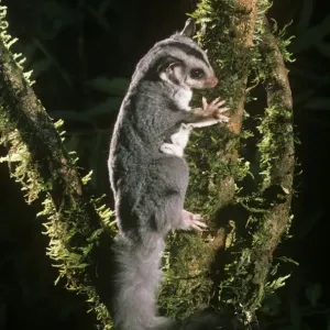 Squirrel Glider Print, Eastern Australia Squirrel Glider Print, Eastern Australia