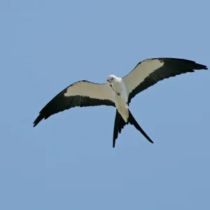 Swallow-tailed Kite Print, Elanoides forficatus Swallow-tailed Kite Print, Elanoides forficatus
