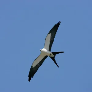 Swallow-tailed Kite Print, Elanoides forficatus Swallow-tailed Kite Print, Elanoides forficatus