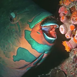 Swarthy Parrotfish about to bite into a coral polyp Print Swarthy Parrotfish about to bite into a coral polyp Print