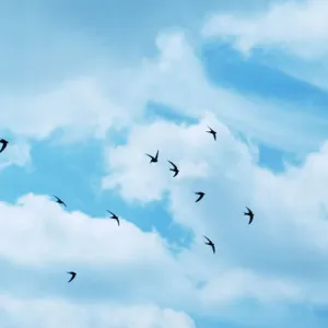 Algunos rápidos en vuelo Algunos rápidos en vuelo