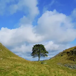 Bezaubernder Sycamore Gap Tree