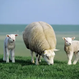 Texel Sheep - ewe with twin lambs Print Texel Sheep - ewe with twin lambs Print