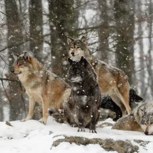 Lobo de Bosque/ Lobo Gris Subespecie - En el invierno con nieve Lobo de Bosque/ Lobo Gris Subespecie - En el invierno con nieve