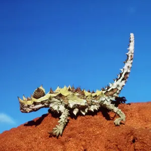 Thorny Devil Print, Moloch moloch horridus Thorny Devil Print, Moloch moloch horridus