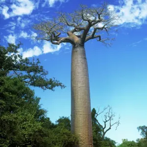 Baobab Tree Madagascar Print Baobab Tree Madagascar Print