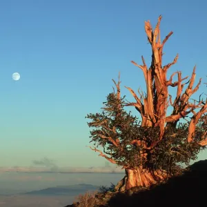 Bristlecone Pine Print with Full Moon Bristlecone Pine Print with Full Moon
