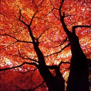 Japanese Maple DOW-16 Print Japanese Maple DOW-16 Print
