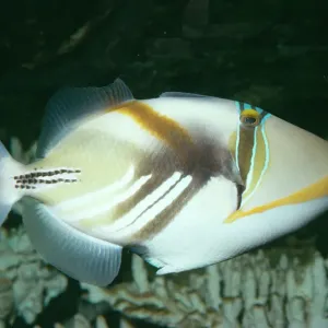 Drückerfisch