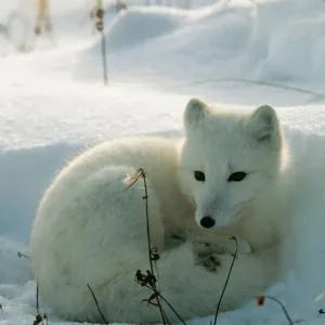 Arctic Fox Print Arctic Fox Print