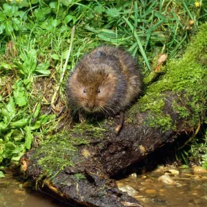 Water Vole Print - Arvicola terrestris at UK waters edge