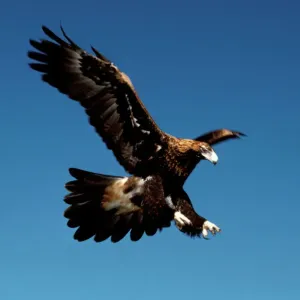Keilschwanzadler
