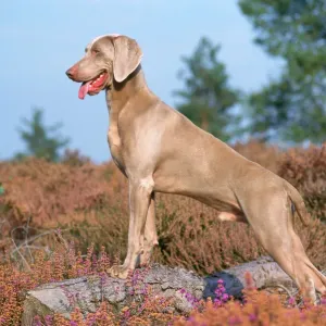 Weimaraner Dog Print JD-11587 Weimaraner Dog Print JD-11587