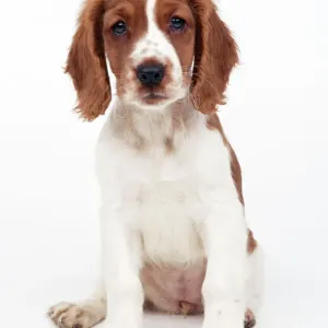 Welsh Springer Spaniel Print JD-12753 by John Daniels