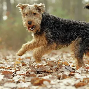 Welsh Terrier Print - LA-7204 Welsh Terrier Print - LA-7204