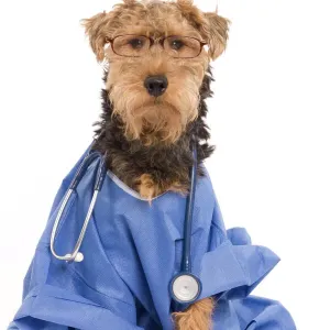 Welsh Terrier in Doctor's Outfit Print (LA-7223) Welsh Terrier in Doctor's Outfit Print (LA-7223)