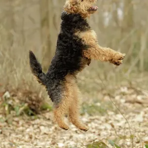 Welsh Terrier Jumping Print (LA-7224) Welsh Terrier Jumping Print (LA-7224)