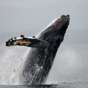 Humpback Whale - Breaching Print, Inside Passage, Alaska Humpback Whale - Breaching Print, Inside Passage, Alaska