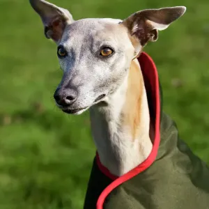 Perro whippet con pelaje Perro whippet con pelaje