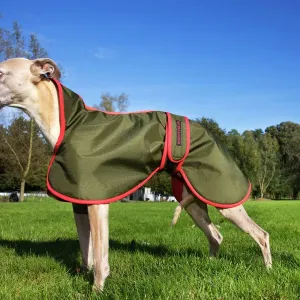 Perro whippet con pelaje Perro whippet con pelaje