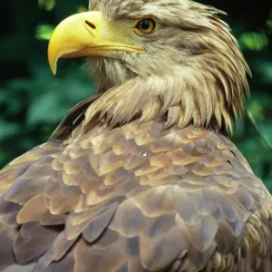 White-tailed Sea Eagle Print - Haliaeetus albicilla