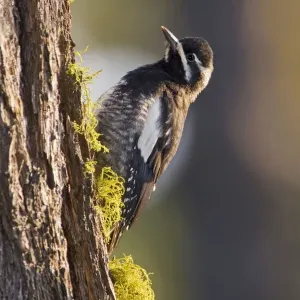 Williamson's Sapsucker Print