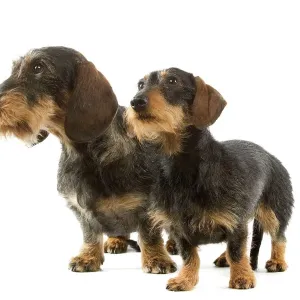 Perro de vello alargado dachsprungel Perro de vello alargado dachsprungel