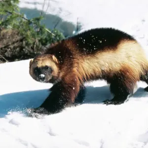 Wolverine Print - Snow Scene Wolverine Print - Snow Scene