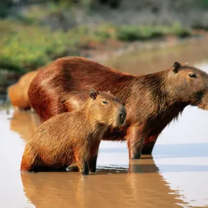 Capybara Mother and Young Print Capybara Mother and Young Print