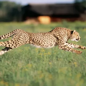 Cheetah Running Print - A photograph of a cheetah in motion Cheetah Running Print - A photograph of a cheetah in motion