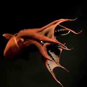 Vampire Squid in Pineapple Defense Posture Print Vampire Squid in Pineapple Defense Posture Print