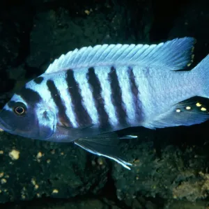 Zebra Cichlid - Egg Spots Lake Malawi Print Zebra Cichlid - Egg Spots Lake Malawi Print