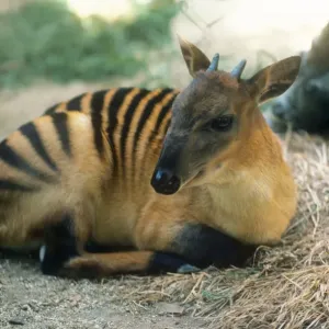 Zebrasducker Zebrasducker
