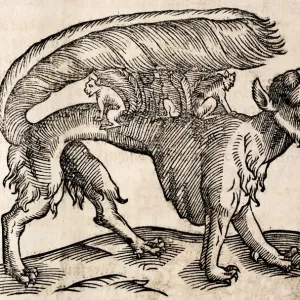 1627 Woodblock Engraving Print of a Beast 1627 Woodblock Engraving Print of a Beast