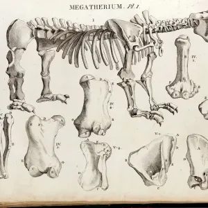 Megatherium Cuvier Plate Copperplate Print Megatherium Cuvier Plate Copperplate Print