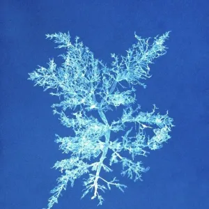 Cyanotype Print of Chylocladia kaliformis Seaweed