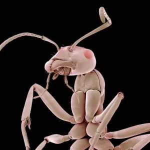 Coloured SEM Print of an Ant Coloured SEM Print of an Ant