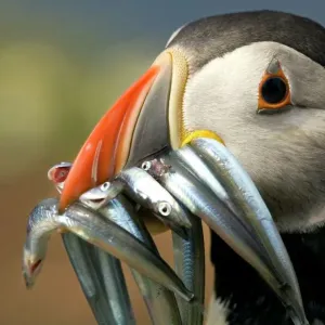 Atlantic Puffin with Sand Eels Print Atlantic Puffin with Sand Eels Print