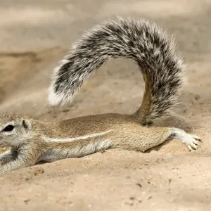 Cape ground squirrel Cape ground squirrel