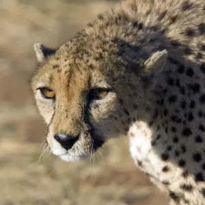 Cheetah Cheetah