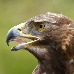 A Golden Eagle A Golden Eagle